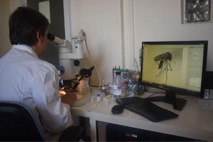 ISP: 14 mosquitos detectados en Arica son Aedes aegypti, posible portador de virus Zika