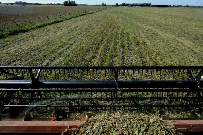 Sequía implacable condiciona cosecha de soja en Argentina