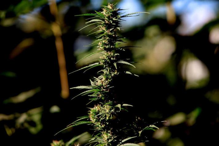 Diputados aprueban en general proyecto que regula el uso medicinal de la Cannabis