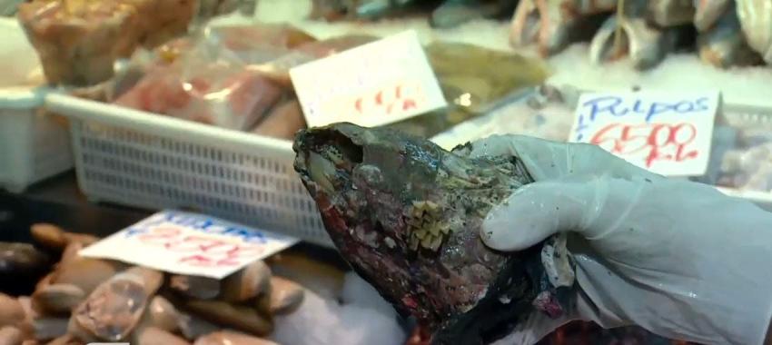 [VIDEO] Decomisan casi 140 kilos de pescados y mariscos en víspera de Semana Santa