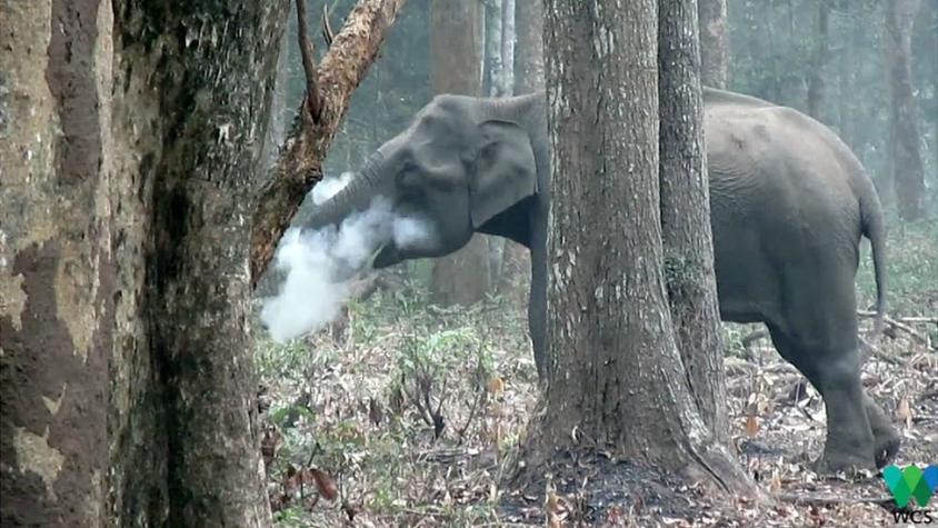 El elefante que echa humo por la boca y tiene "perplejos" a los científicos