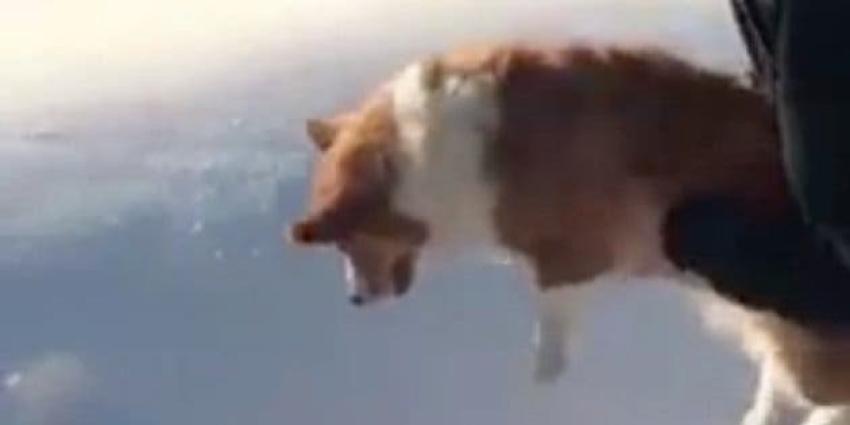 [VIDEO] La ilusión óptica del perro "lanzado al vacío"