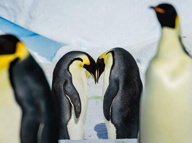 #PenguinDay: 10 datos del Pingüino Emperador que quizás no conocías