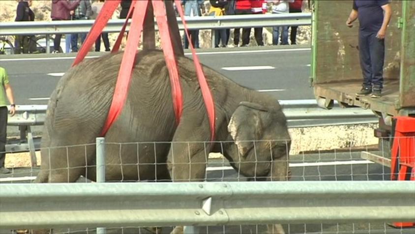 [VIDEO] Muere un elefante en accidente de un camión de circo en España