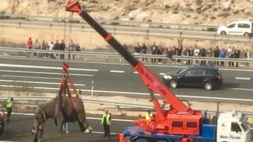 Las insólitas imágenes del inesperado rescate de 5 elefantes accidentados en una autopista de España