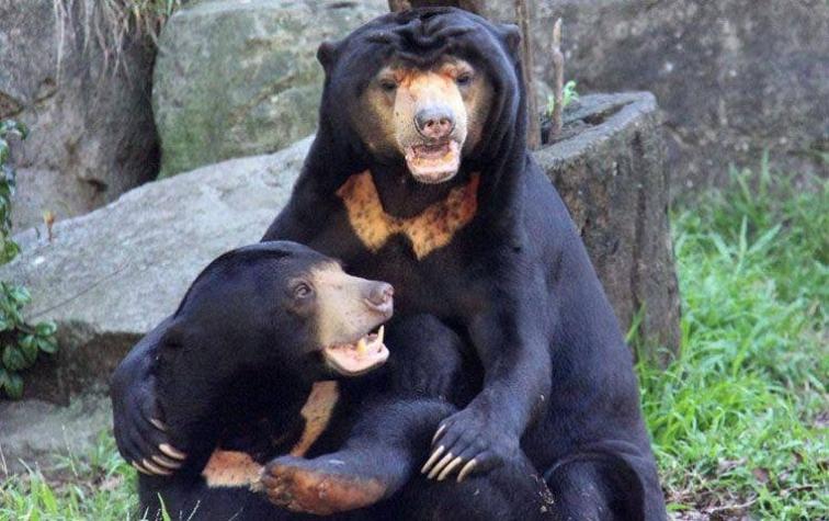 Detienen en Indonesia a cazadores furtivos que mataron y comieron osos malayos