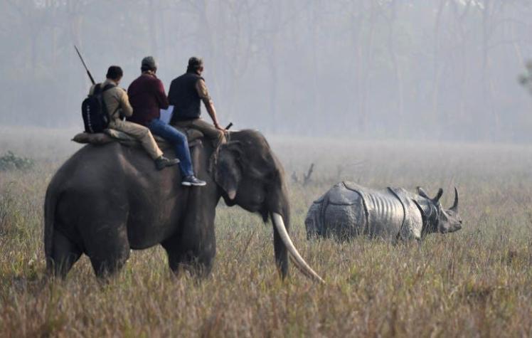 La impactante imagen que busca generar conciencia sobre la caza de elefantes para venta de marfil