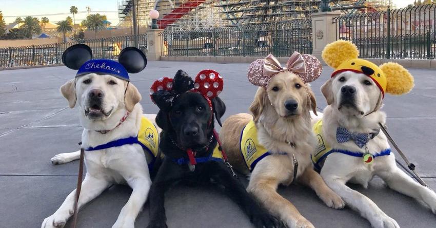 Cachorros sorprenden a turistas y se toman Disneyland