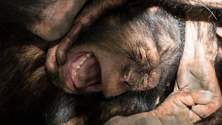 Los motivos detrás de la sangrienta "Guerra de los 4 años" entre chimpancés, la única documentada