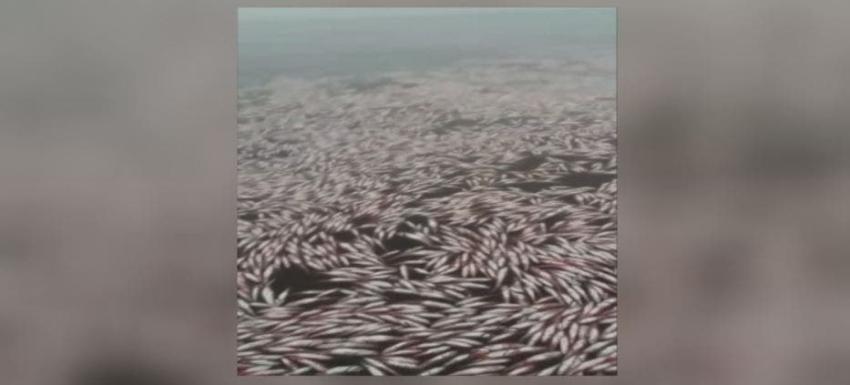 [VIDEO] Encuentran cinco toneladas de merluzas muertas en playa de dichato