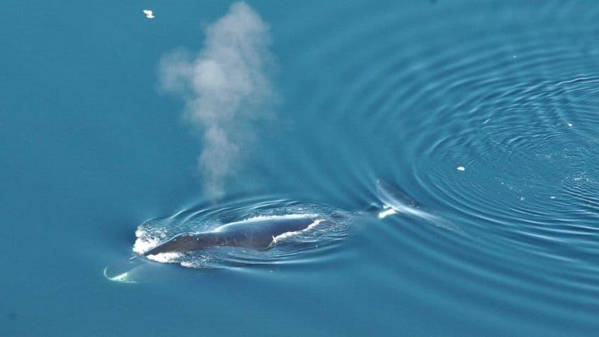 [VIDEO] Así suenan las complejas canciones de la ballena boreal de Groenlandia