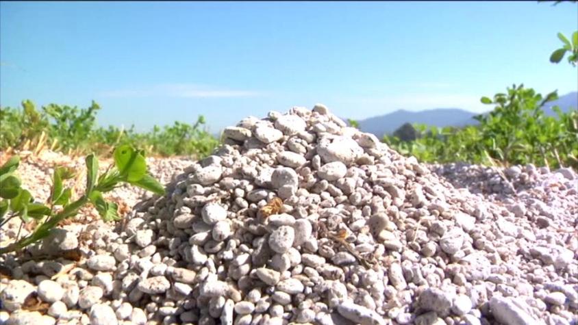 [VIDEO] Misterio por piedra pómez que cubre más de 3 mil hectáreas de cultivo