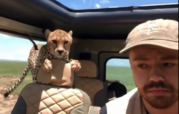[VIDEO] Guepardo sorprende a turistas durante un safari en Tanzania