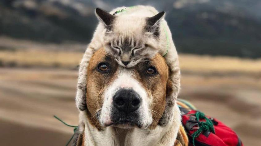 Henry y Baloo: el perro y el gato viajeros que cautivan Instagram por su tierna amistad
