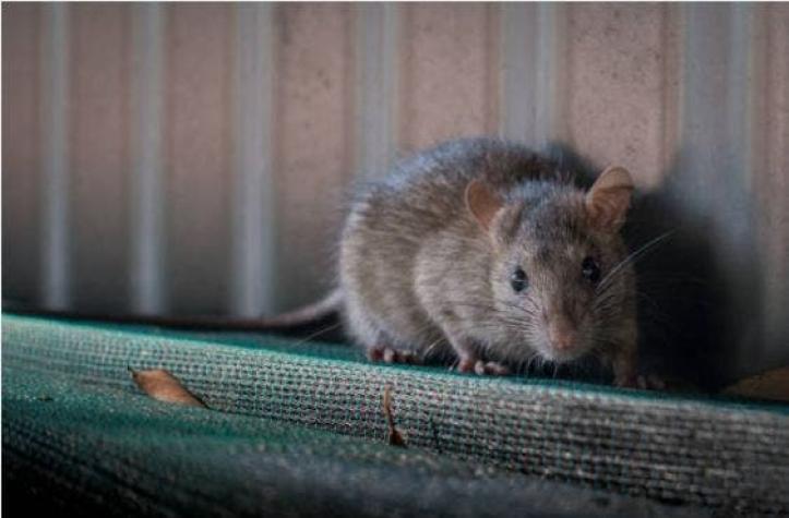 Policías argentinos culpan a ratas adictas por desaparición de 540 kg de marihuana