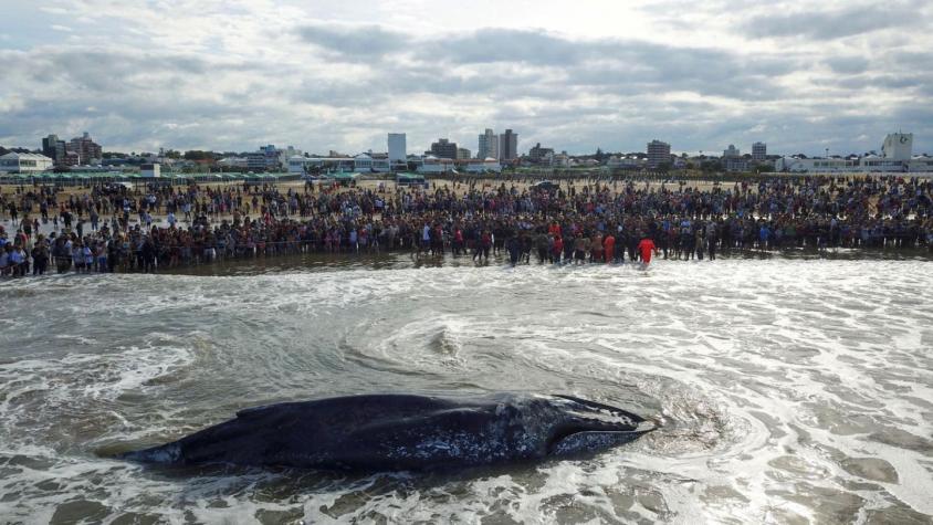 El triste final de una ballena varada en Argentina