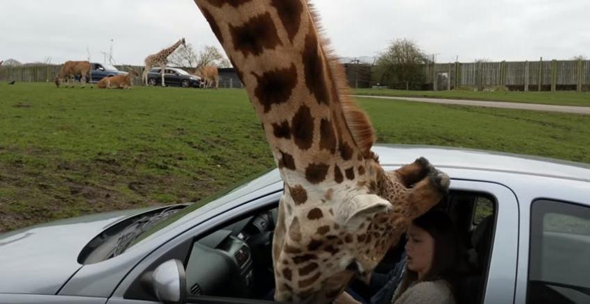 [VIDEO] Jirafa protagoniza accidente con un vehículo en safari
