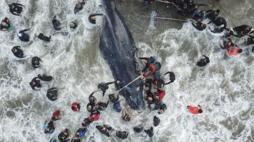 El debate que generó la carta de una estudiante de biología por rescate de ballena varada