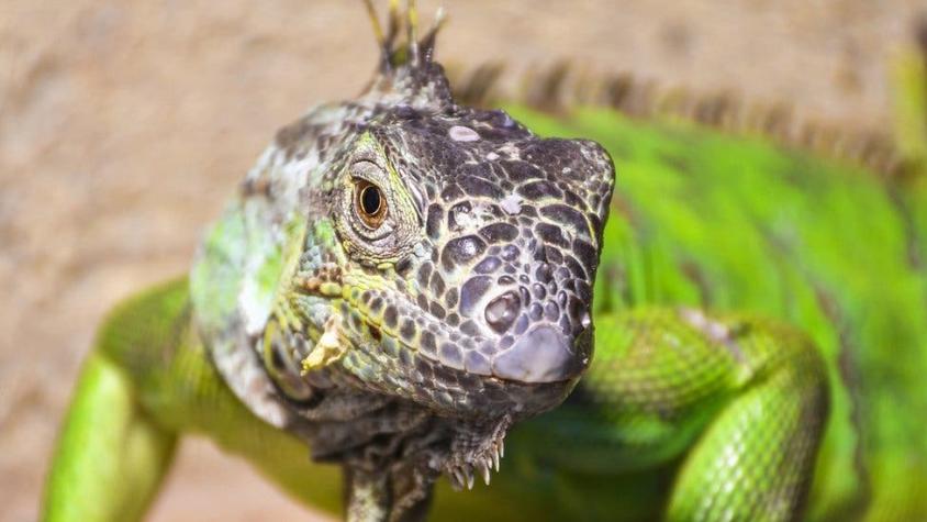 Por qué es normal que los lagartos tengan tres ojos