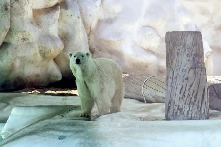 El primer oso polar nacido bajo los trópicos podría ser sacrificado