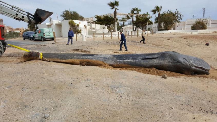 Impacto por hallazgo de cachalote muerto en España: Tenía 29 kilos de plástico en su interior