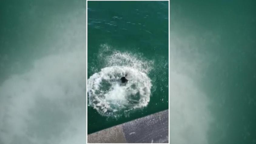 [VIDEO] Rescate en el Muelle Vergara