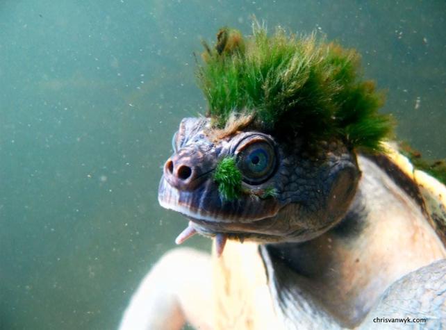 [VIDEO] Una tortuga “punk” entra a la lista mundial de especies en peligro