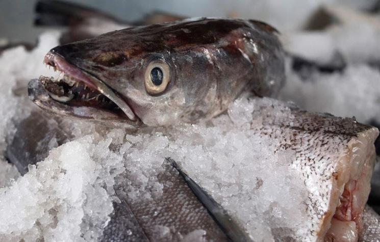 Determinan cuánto Omega 3 contienen los pescados chilenos