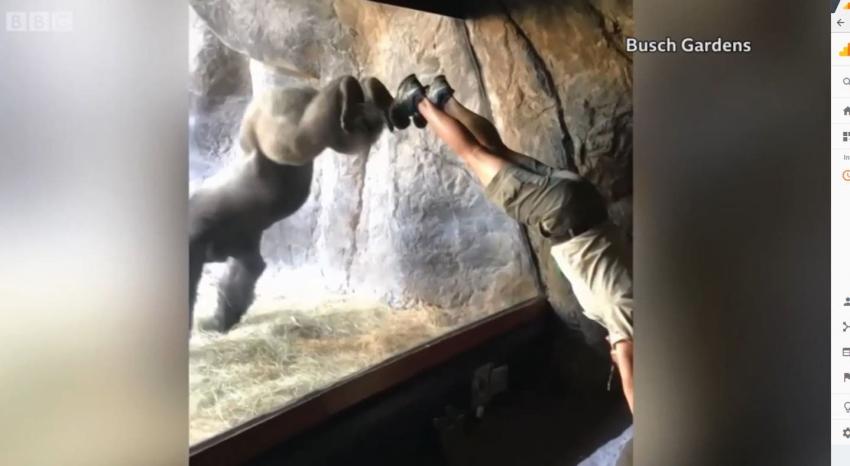 [VIDEO] Bolingo, el gorila que aprendió a pararse de manos en EEUU