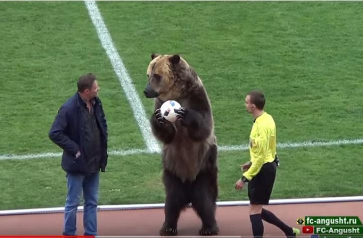 [VIDEO] Polémica por oso que le entregó la pelota a un árbitro en Rusia