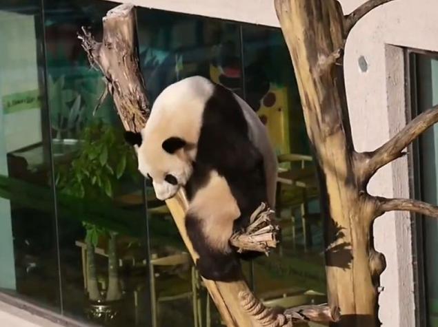 [VIDEO] El "amor y odio" de unos pandas gigantes por los columpios