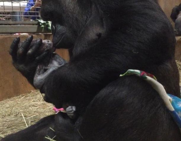 [VIDEO] El emotivo momento en que una mamá gorila acaricia por primera vez a su hijo recién nacido
