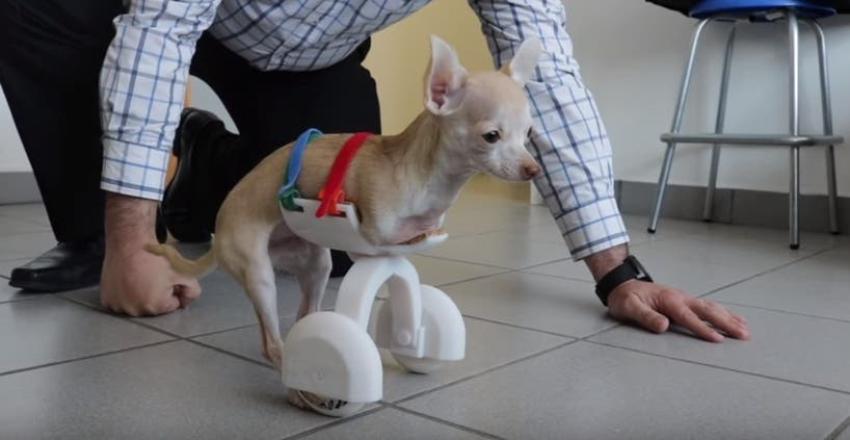 [VIDEO] Desarrollan prótesis con impresora 3D para chihuahua sin extremidades delanteras