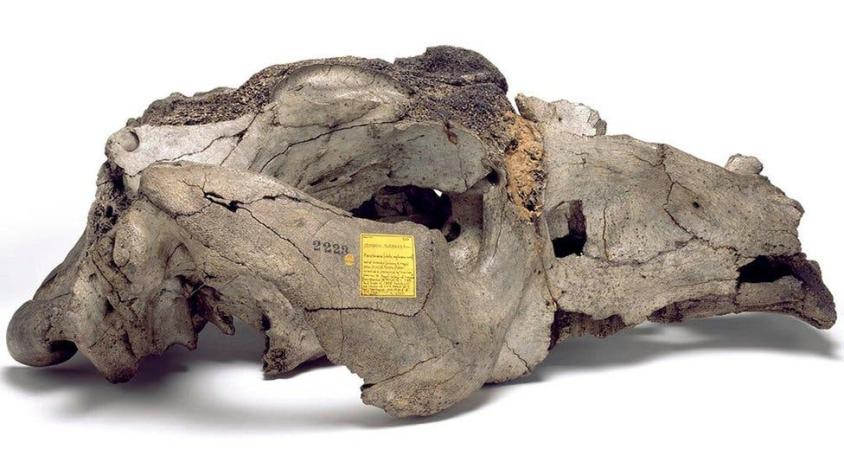Así era el Toxodon platensis, el "extraño" animal gigante que Charles Darwin descubrió en Uruguay
