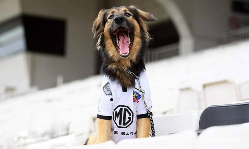 [VIDEO] Conoce a Capitán, el perro que “cumplió su sueño” de ser adoptado por Colo Colo