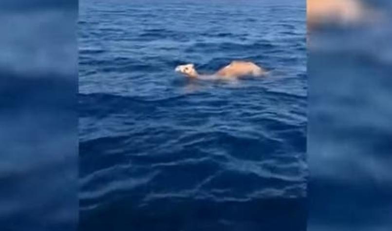 [VIDEO] Camellos sorprenden con sus habilidades para nadar