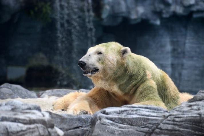 [FOTOS] Aplican eutanasia a Inuka, primer oso polar nacido en el trópico