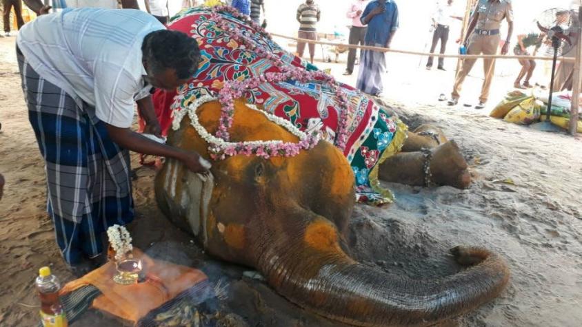 La trágica muerte de la elefanta Rajeshwari muestra las condiciones en la que viven estos animales
