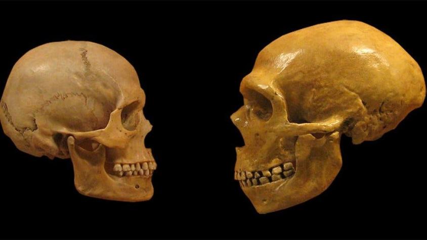 El motivo que pudo contribuir a la extinción de los neandertales