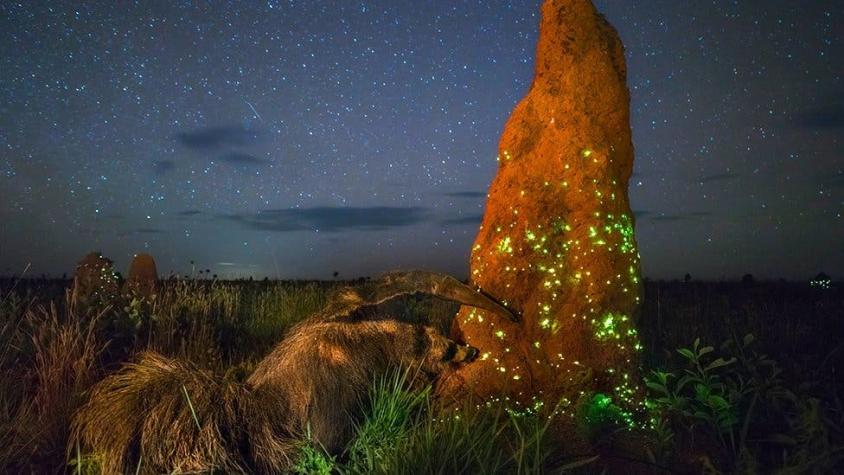 Descalifican una foto ganadora del premio a la naturaleza porque el animal no estaba vivo