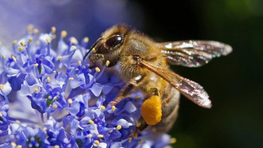 La polémica batalla que las abejas le ganaron a los insecticidas
