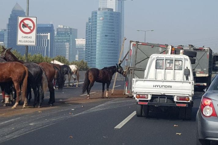 [VIDEO] Camión que transportaba caballos vuelca en Costanera Norte