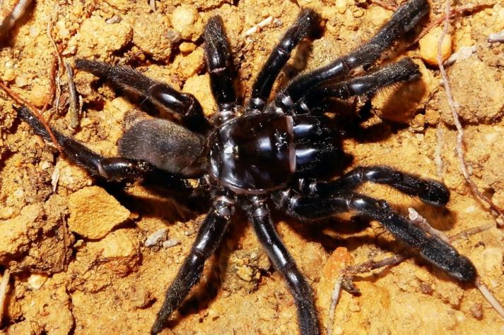 Muere la araña más vieja del mundo: una avispa acabó con su vida
