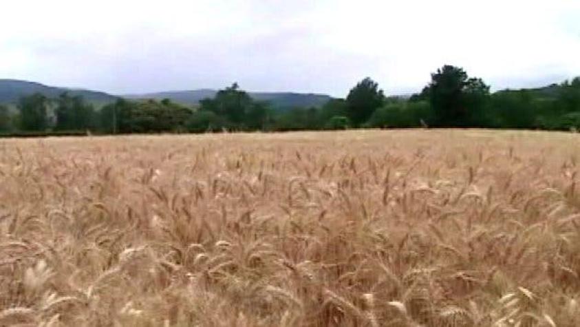 Agricultores argentinos afectados por la sequía apuestan a trigo