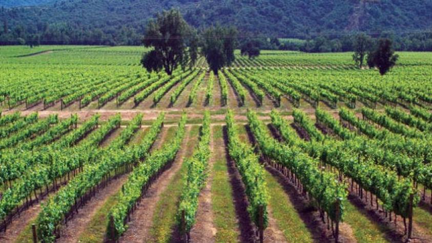 Continua la tendencia positiva en exportaciones de vinos chilenos