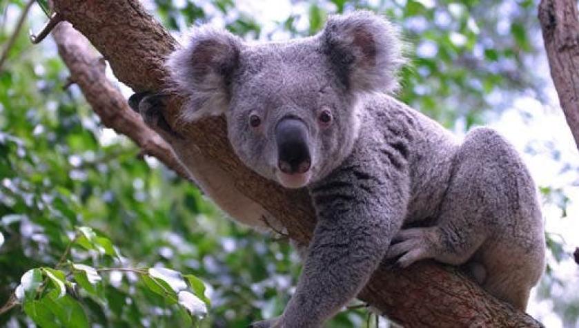 Australia promete millones de dólares para ayudar a sus koalas