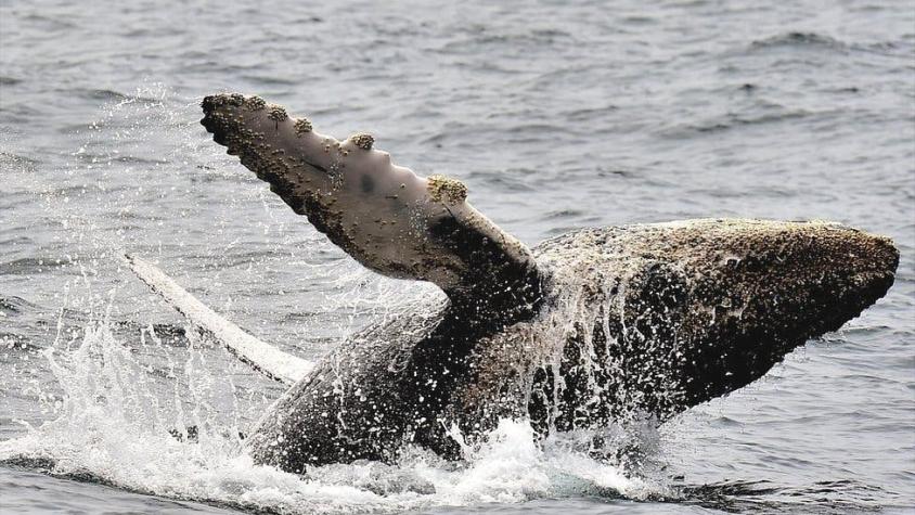 La sorprendente explosión de natalidad de las ballenas jorobadas que estaban a punto de extinguirse