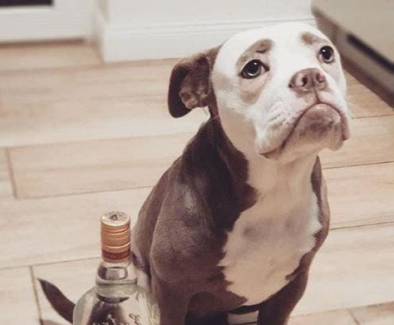 [FOTOS] La Bulldog "más triste del mundo" que arrasa en redes sociales