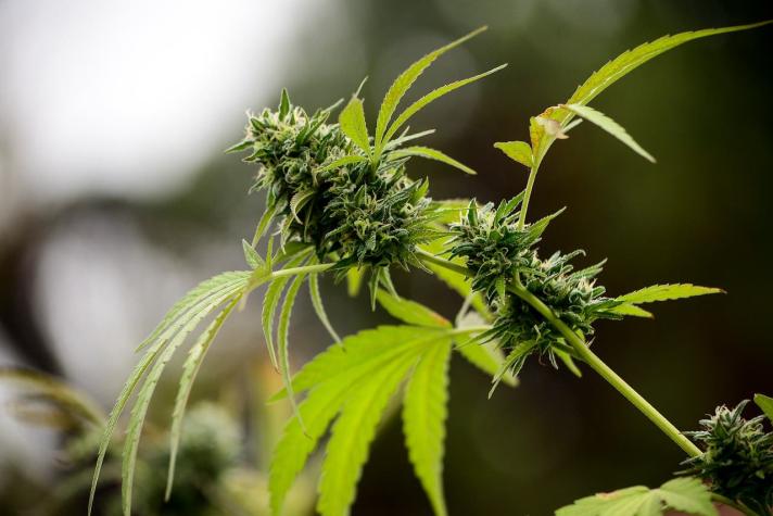 Científicos chilenos alertan que Cannabis en personas enfermas "no produce mejoría y causa daño"
