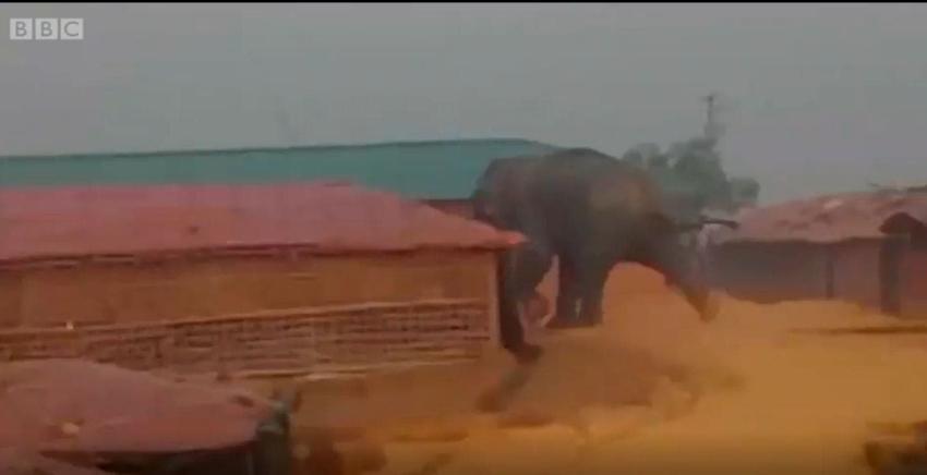 [VIDEO] Los elefantes salvajes que causan muertes y destrozos en un campo de refugiados rohingyas
